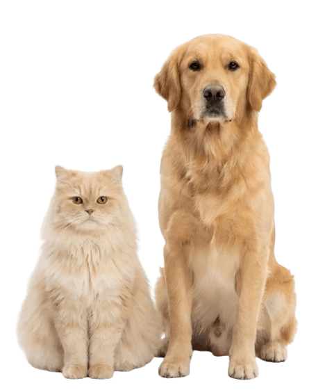Dog product image